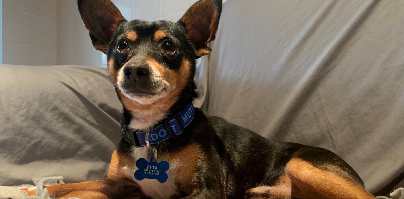 Apple Jack, a miniature pinscher mix rescued by PETA