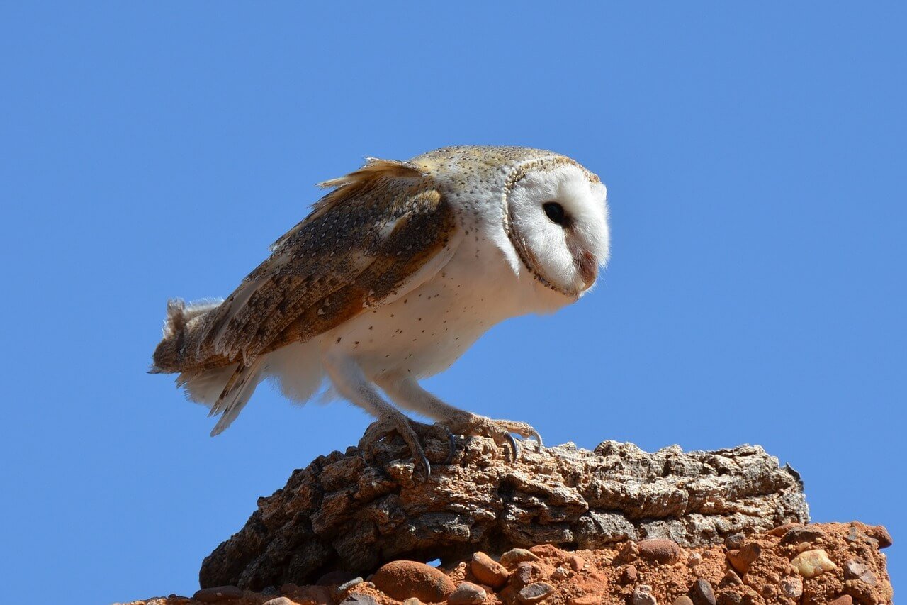 Barn Owl in the Blue Sky