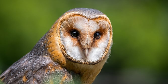 Barn Owl Look At You
