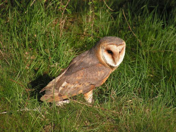 Barn Owl in the Grass