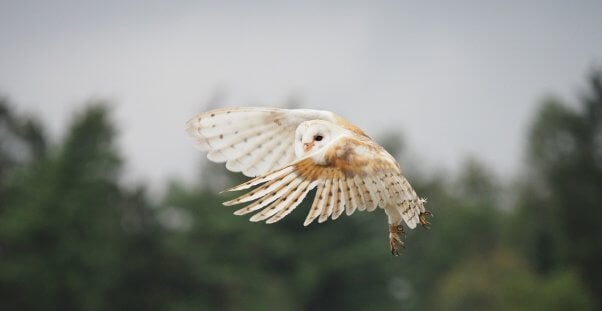 owl flight