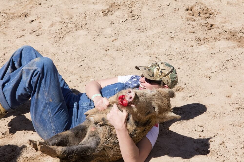 bander ham rodeo pig bleeding