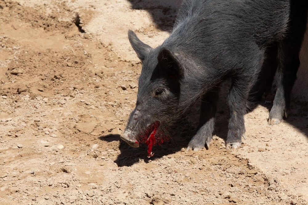 bander ham rodeo pig bleeding