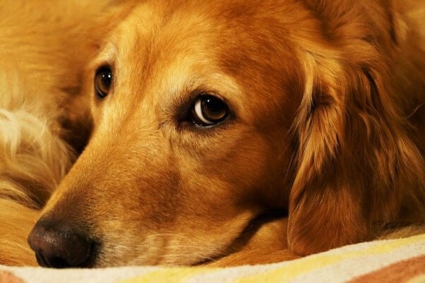 Golden Retriever looks sadly into camera