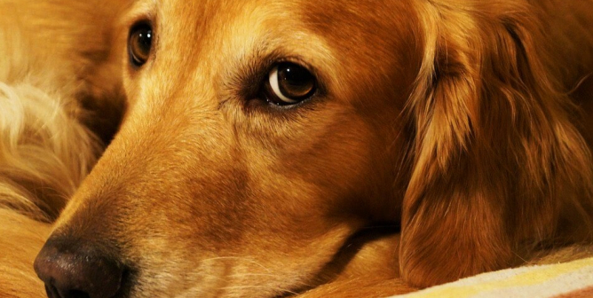 Golden Retriever looks sadly into camera