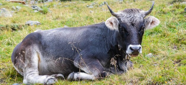 Ox Lying in Field