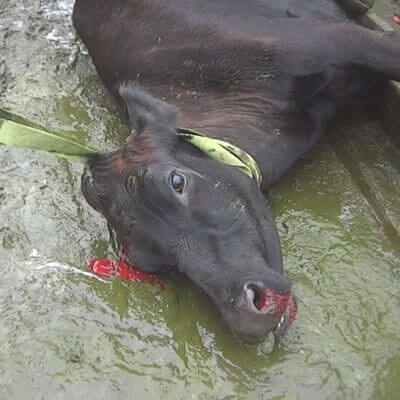 Cow being abused on dairy farm
