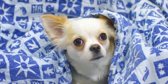 small, dog, blue, white, blanket, rescue