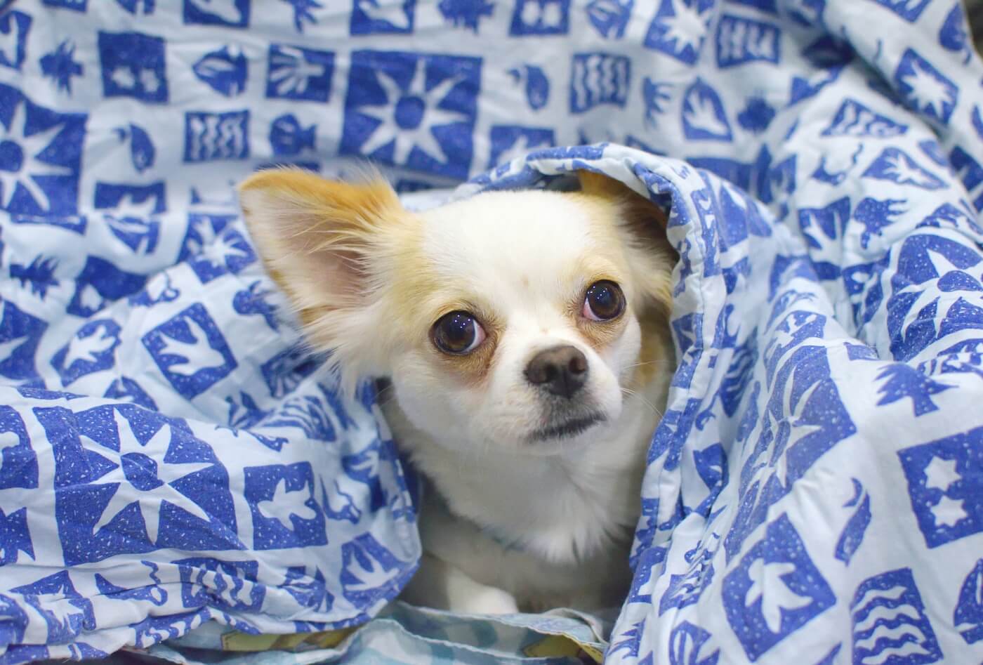 small, dog, blue, white, blanket, rescue