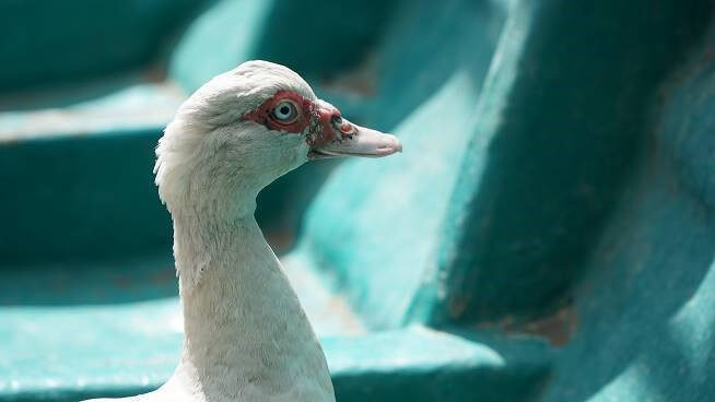 A duck rescued from Taal after volcano eruption