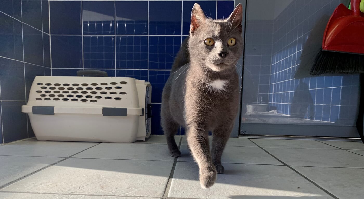 Egypt, a rescued cat, walking toward camera at PETA headquarters