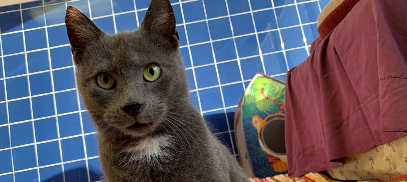 Egypt, a rescued cat, looking very serious at PETA headquarters