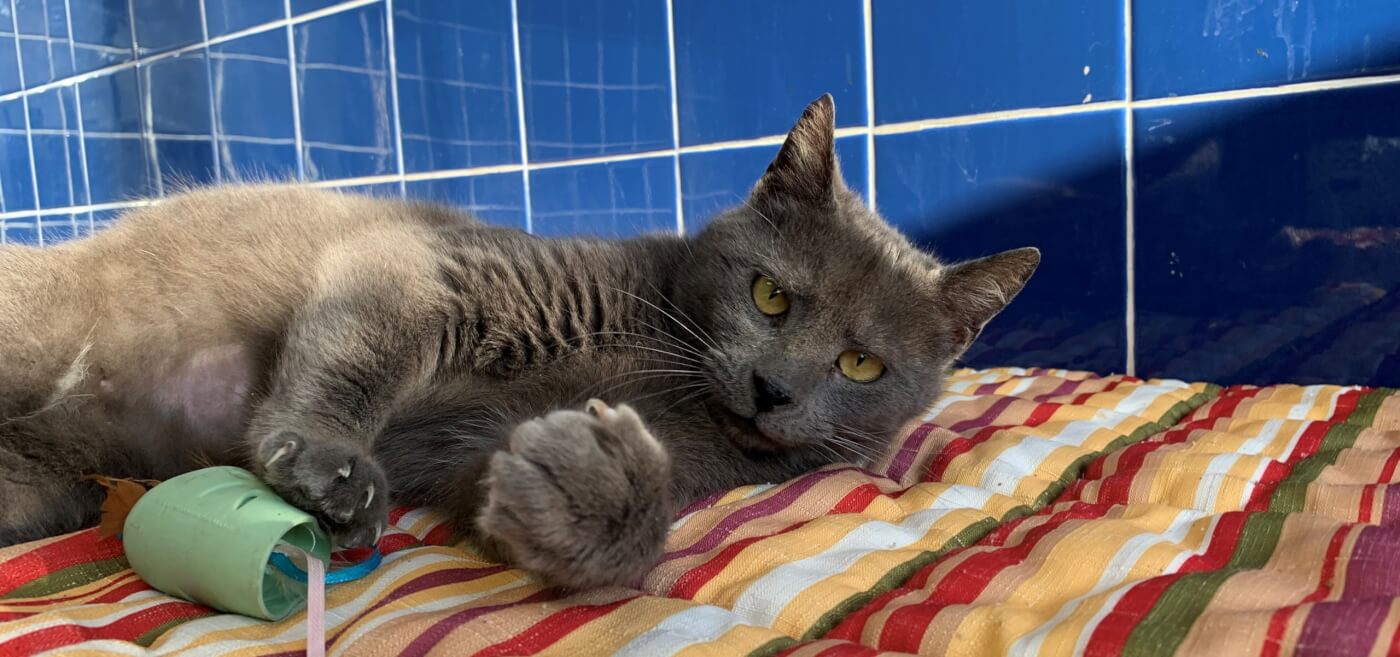 Egypt, a gray cat rescued by PETA, playing with a toy at PETA HQ