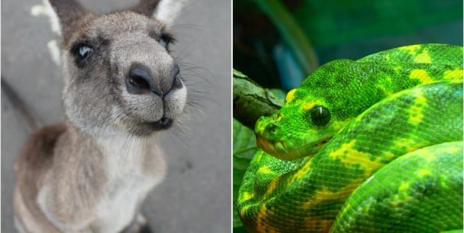 Exotic Skins Kangaroo Leather and Tree Python