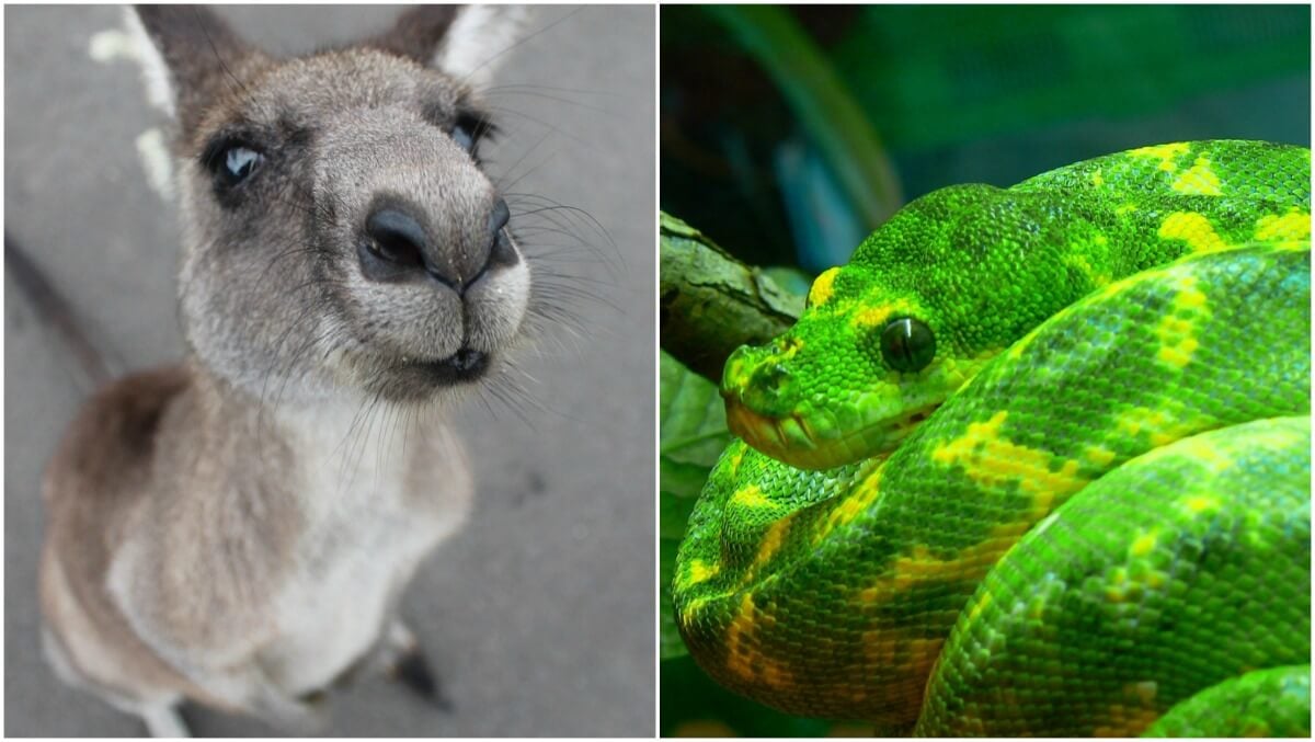 Versace Exotic Skins Kangaroo Leather and Tree Python