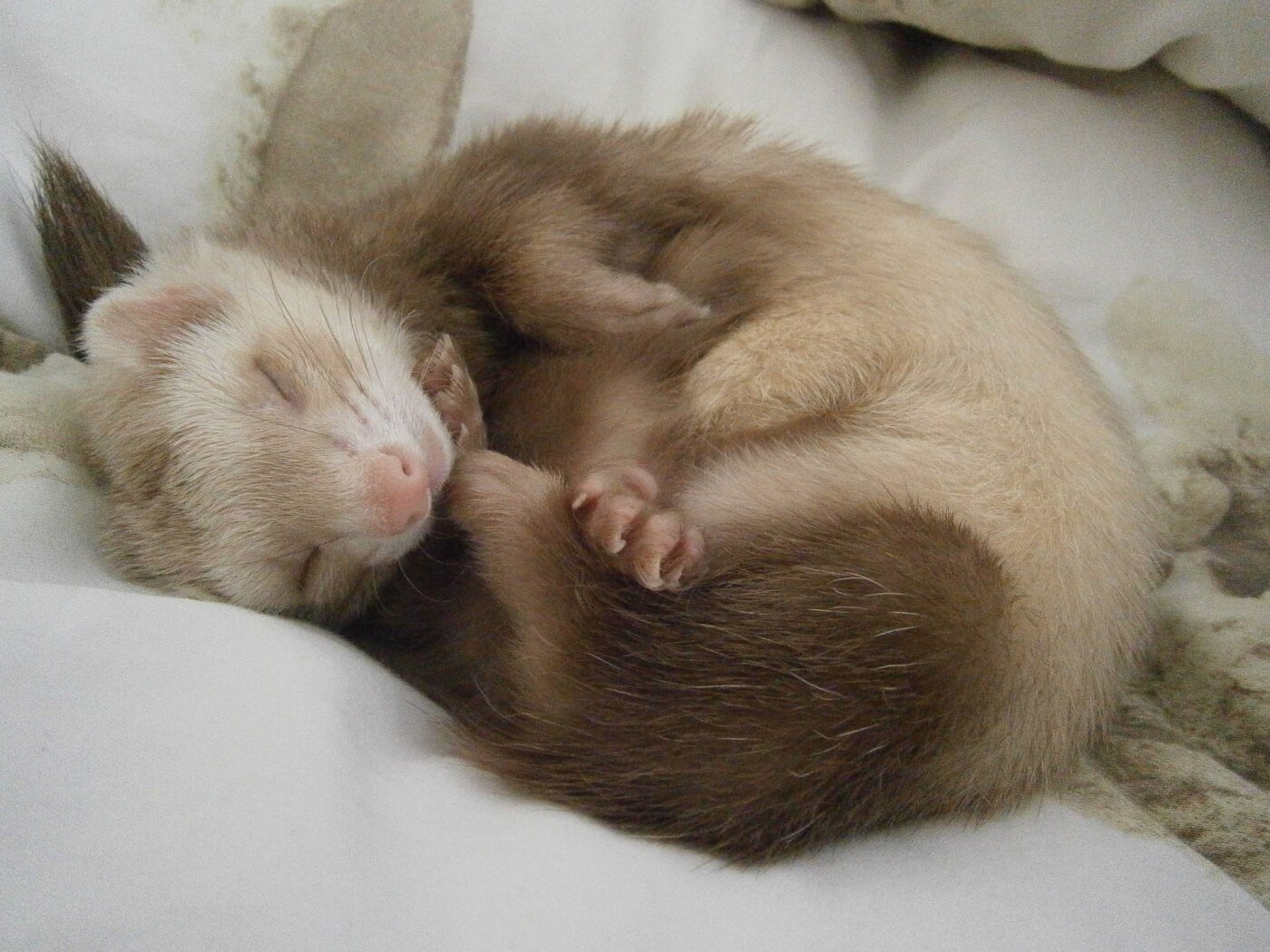 ferret domestic animals