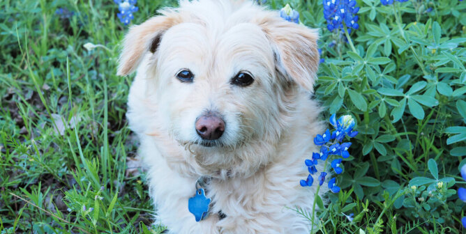 Cute light brown mixed breed dog lying amidst wild bluebonnets