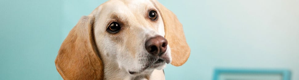 Close-up of light brown dog in monochromatic blue room