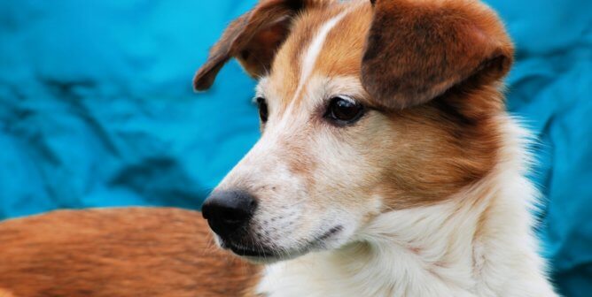 Pretty brown and white mixed breed dog looking pensive