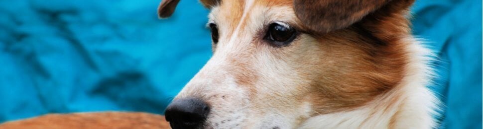 Pretty brown and white mixed breed dog looking pensive