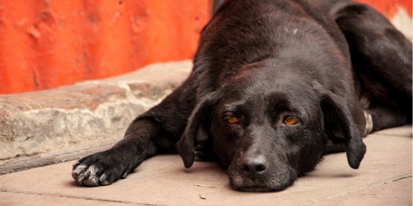 Black mixed breed dog lying on sidewalk