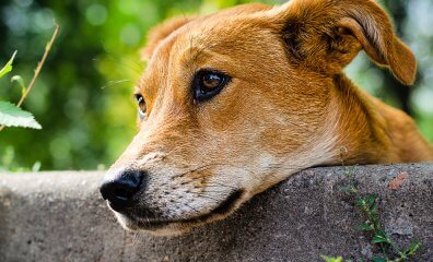 Tune In: PETA VP Featured on Podcast Breaks Down ‘No-Kill’ Sham