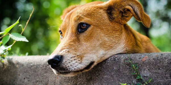 Sad stray mixed breed dog resting head on top of wall