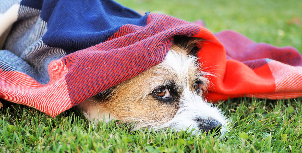 7 Reasons Is Harmful to Animals (April 2020) PETA