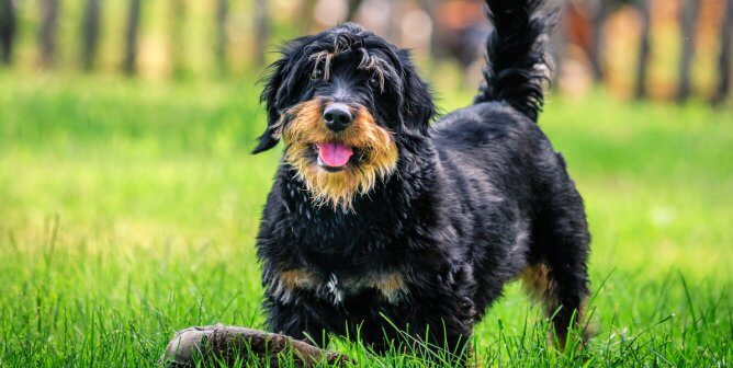 Cute shaggy mixed breed dog playing with ball outside