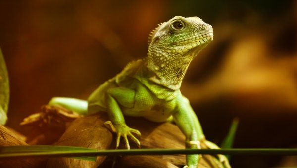 Bearded Dragon