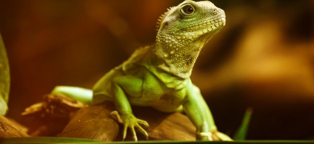 Bearded Dragon