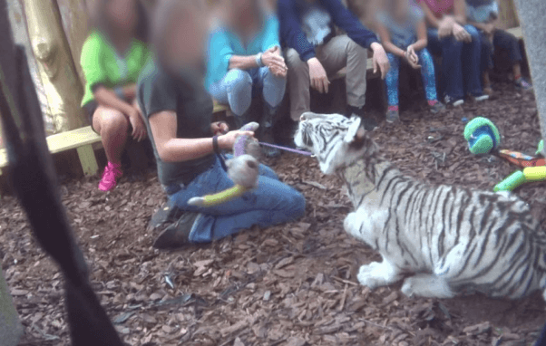 Luna at Dade City's Wild Things