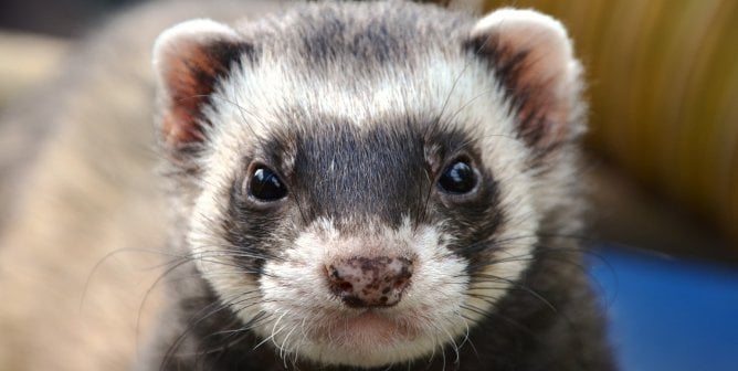 never buy ferrets for sale as pets