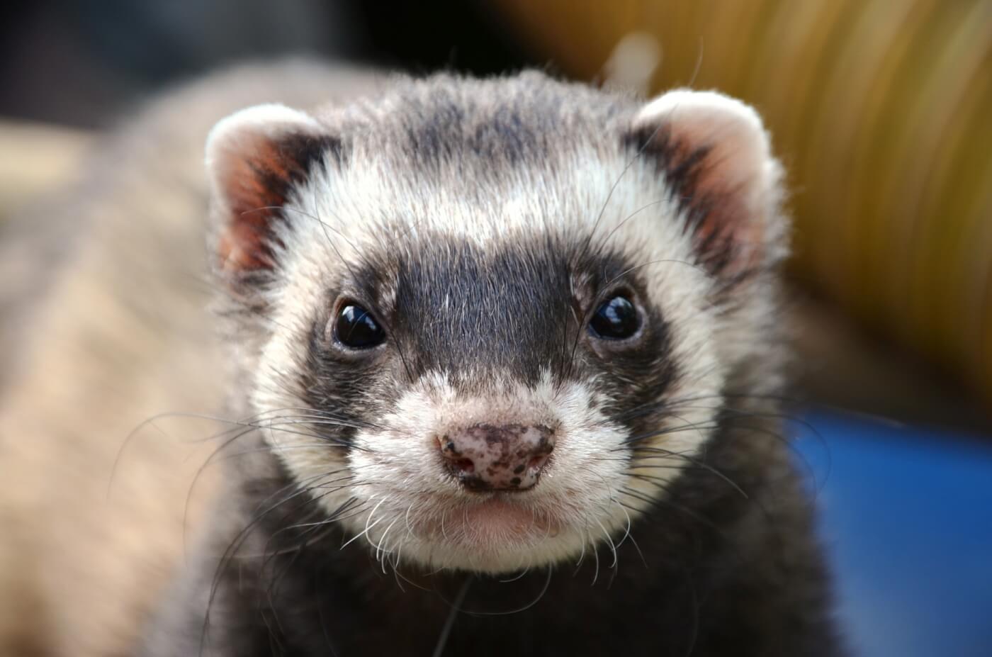 ferret animal