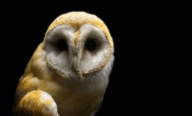 Urge Johns Hopkins to End Cruel Tests on Owls!