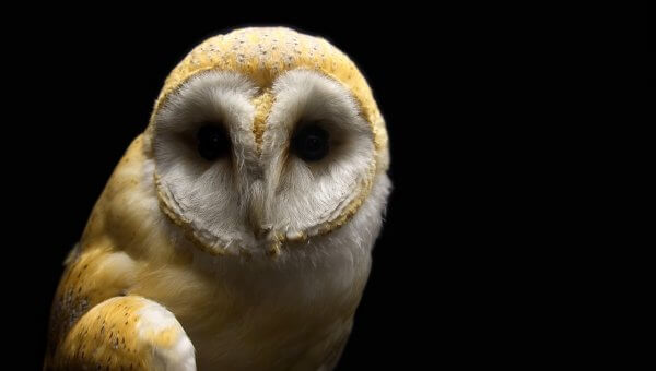 Barn Owl in the Dark