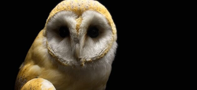 Barn Owl in the Dark