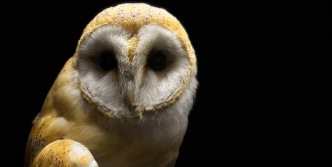 If You’ve Been Diagnosed With an Attention Disorder, Owls Need You!