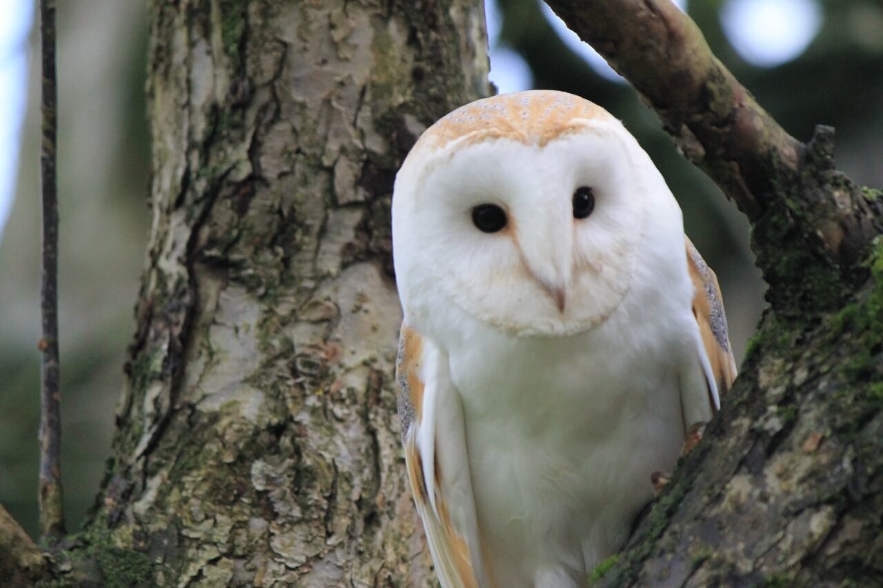 Barn Owl in a Tree