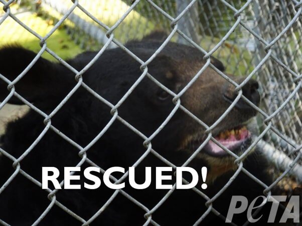 dillan the bear behind chain link fence with the text rescued! and peta logo