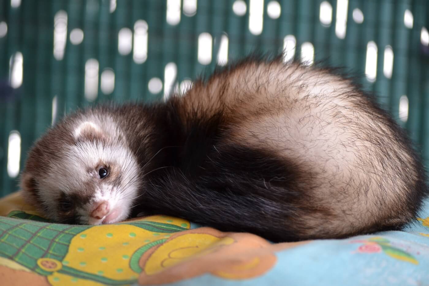 live ferrets for sale