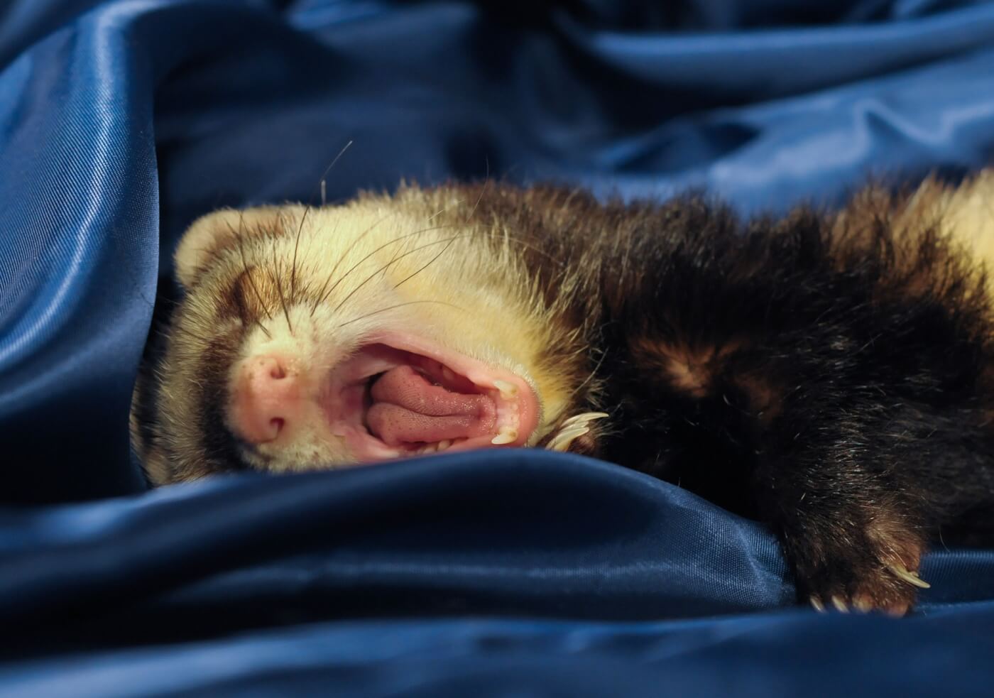 here's why you should never buy ferrets for sale as pets