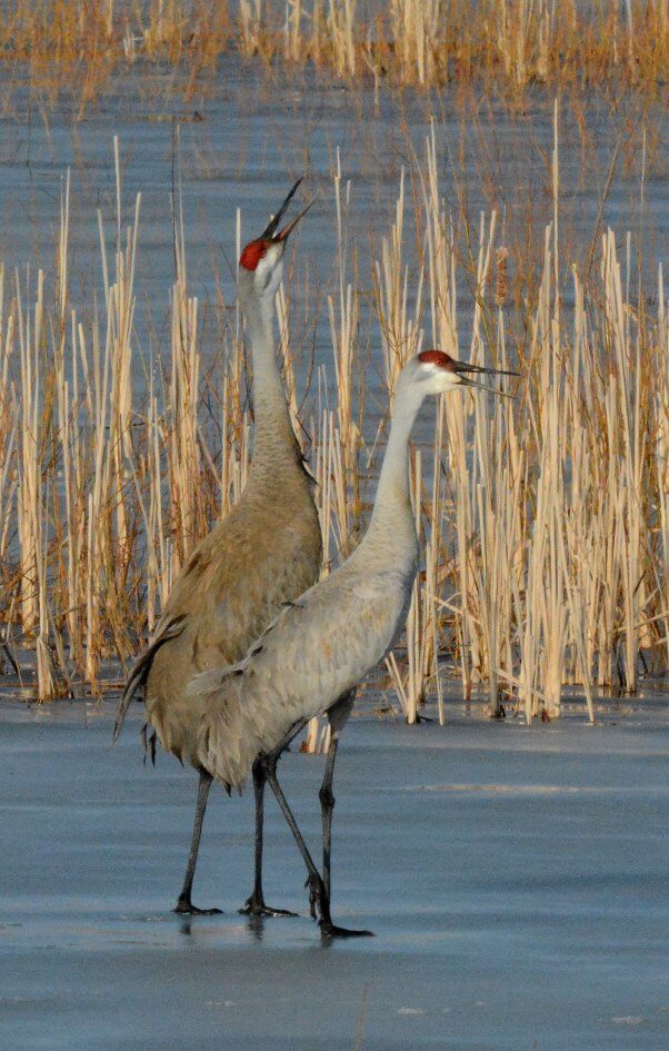 Two Sandhill Cranes in the Marsh