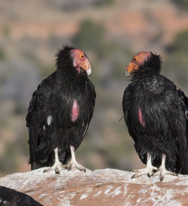 Two California Condors Sitting on a Ledge Looking at One Another