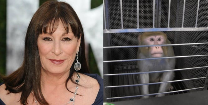 Anjelica side-by-side with caged NIH monkey