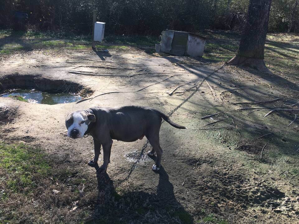 Bobo, a pit bull brought to PETA for end-of-life services