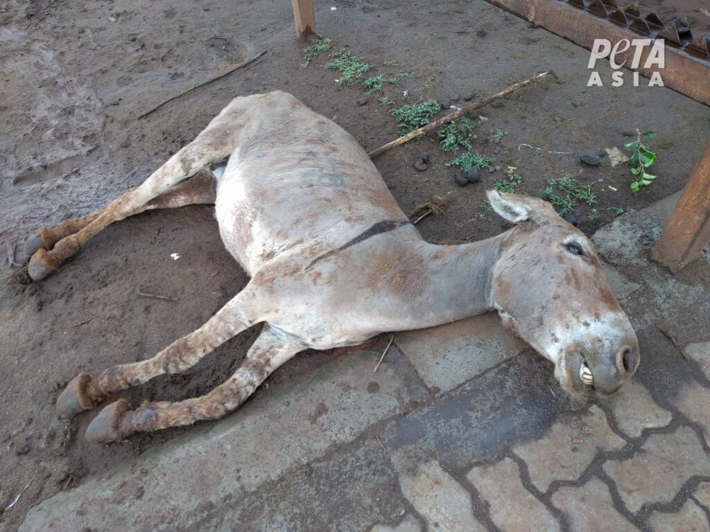 Dead donkey outside one of the donkey slaughterhouses in Kenya