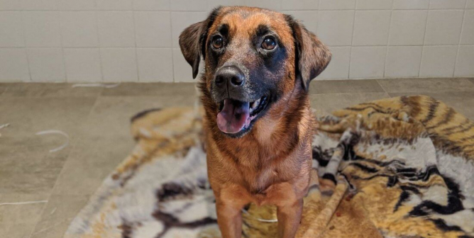 PETA Adoption Delilah