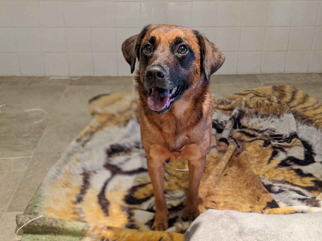 PETA Adoption Delilah