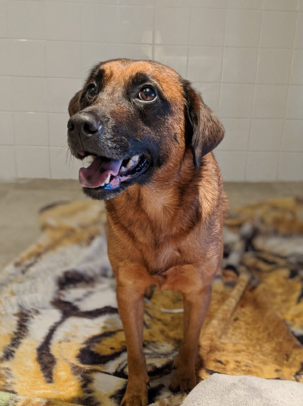 PETA Adoption Delilah